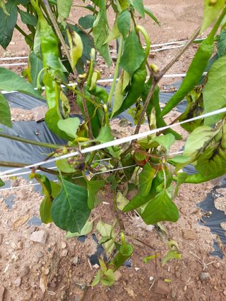 배인수님의 고추 · 병해충상담 작성글 사진