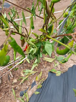 배인수님의 고추 · 병해충상담 작성글 사진