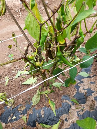 배인수님의 고추 · 병해충상담 작성글 사진