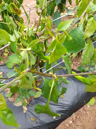 배인수님의 고추 · 병해충상담 작성글 사진