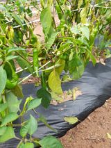 팜모닝 고추·병해충상담 게시글 이미지