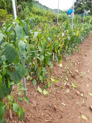 배인수님의 고추 · 병해충상담 작성글 사진