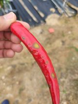 팜모닝 고추·병해충상담 게시글 이미지