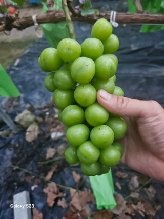 3421님의 O학년 △반 이세요? · 참여글 작성글 사진