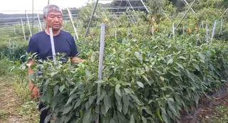 자연치유농법님의 고추 · 수확 작성글 사진