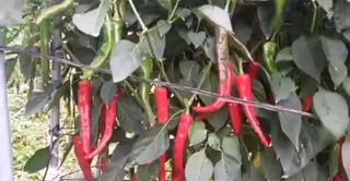 자연치유농법님의 고추 · 수확 작성글 사진