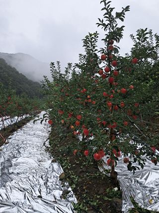 알 수 없음님의 자유주제 · 자유게시판 작성글 사진