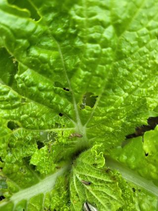 김미자님의 고구마 · 병해충상담 작성글 사진