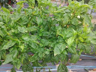 방천수님의 고추 · 일상 작성글 사진