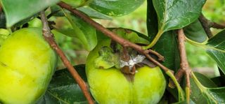 하는 일마다 대박!님의 감 · 병해충상담 작성글 사진