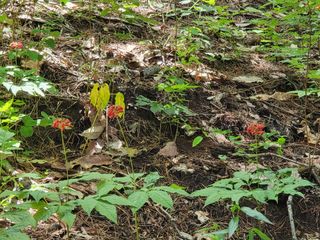 김창혁(해솔산양삼)님의 O학년 △반 이세요? · 참여글 작성글 사진