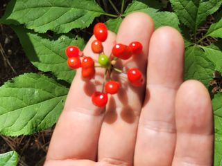 김창혁(해솔산양삼)님의 O학년 △반 이세요? · 참여글 작성글 사진