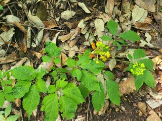김창혁(해솔산양삼)님의 O학년 △반 이세요? · 참여글 작성글 사진
