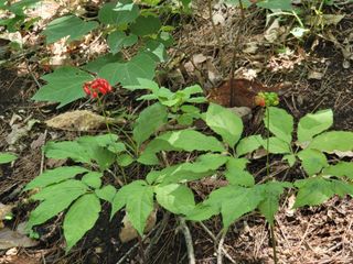 김창혁(해솔산양삼)님의 O학년 △반 이세요? · 참여글 작성글 사진