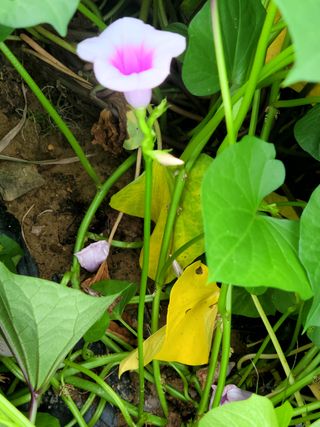 큰울타리님의 마늘 · 일상 작성글 사진