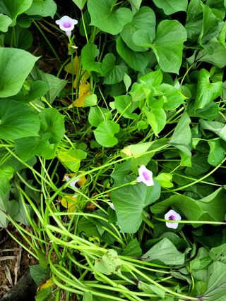 큰울타리님의 마늘 · 일상 작성글 사진