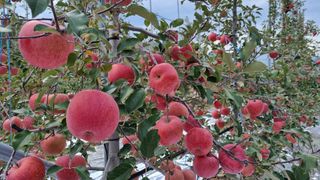 사과20730님의 사과 · 수확 작성글 사진