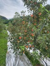 팜모닝 O학년 △반 이세요?·참여글 게시글 이미지