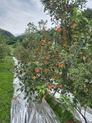 바람소리님의 O학년 △반 이세요? · 참여글 작성글 사진