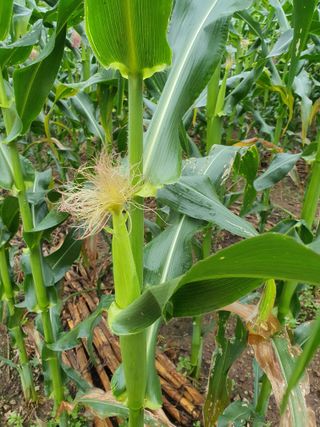 안비님의 자유주제 · 자유게시판 작성글 사진