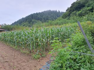 안비님의 자유주제 · 자유게시판 작성글 사진