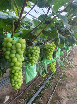 최지훈님의 O학년 △반 이세요? · 참여글 작성글 사진