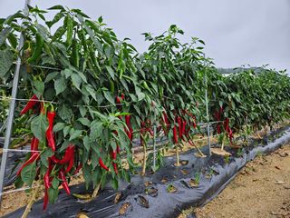 홍&이님의 자유주제 · 자유게시판 작성글 사진