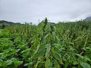 홍&이님의 참깨 · 자유게시판 작성글 사진