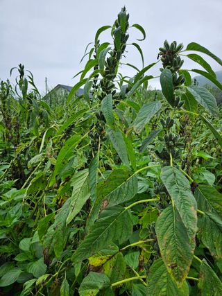 홍&이님의 참깨 · 자유게시판 작성글 사진