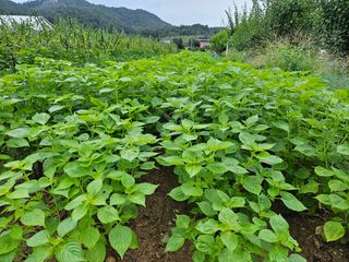 홍&이님의 참깨 · 자유게시판 작성글 사진