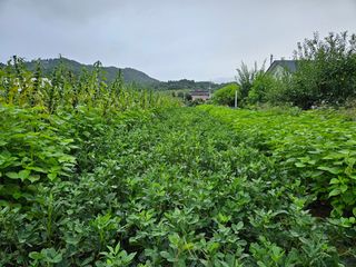 홍&이님의 참깨 · 자유게시판 작성글 사진