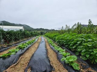 홍&이님의 참깨 · 자유게시판 작성글 사진