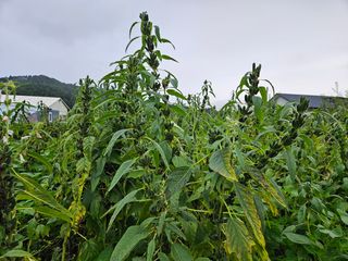 홍&이님의 참깨 · 자유게시판 작성글 사진