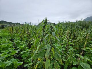 홍&이님의 참깨 · 자유게시판 작성글 사진