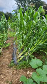 팜모닝 옥수수·자유게시판 게시글 이미지