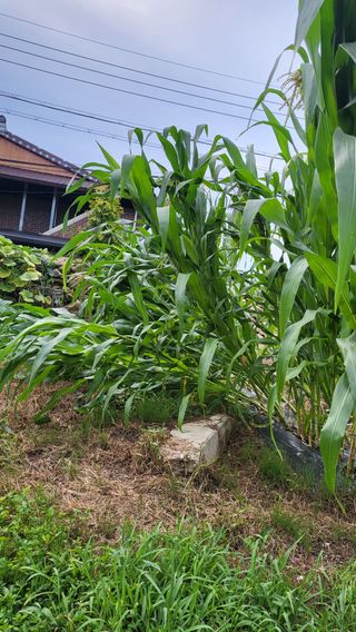 안계님의 옥수수 · 자유게시판 작성글 사진