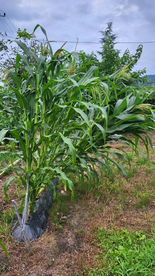 안계님의 옥수수 · 자유게시판 작성글 사진