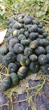 팜모닝 O학년 △반 이세요?·참여글 게시글 이미지