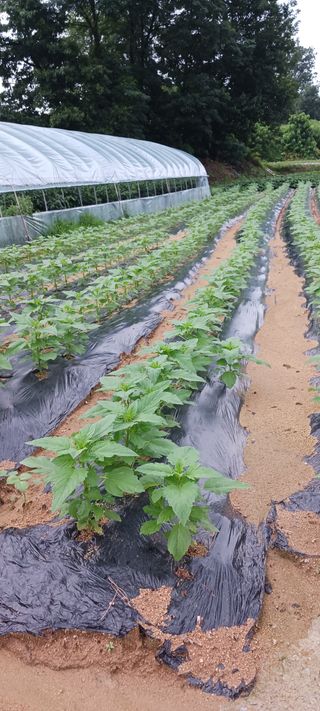 산양 위만(엄문섭)님의 O학년 △반 이세요? · 참여글 작성글 사진