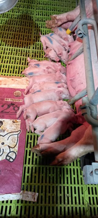 산양 위만(엄문섭)님의 O학년 △반 이세요? · 참여글 작성글 사진