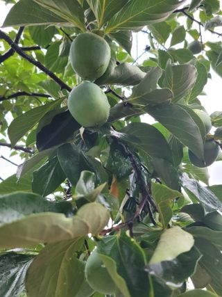 서영진님의 O학년 △반 이세요? · 참여글 작성글 사진