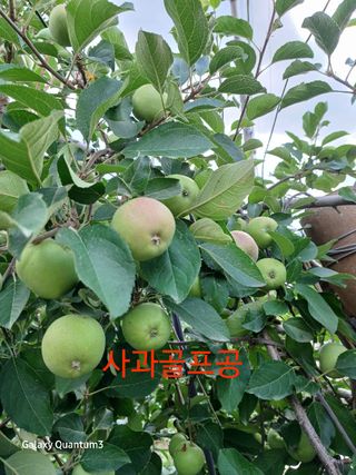 오금식(대청농원)님의 사과·품질 향상 작성글 사진