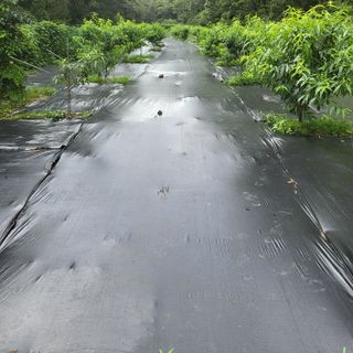 양배추21889님의 복숭아 · 자유게시판 작성글 사진