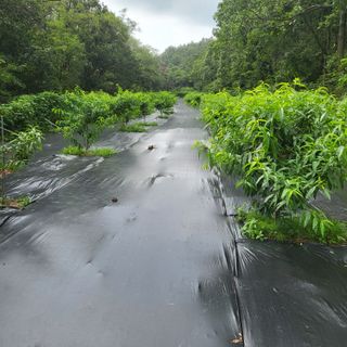 양배추21889님의 복숭아 · 자유게시판 작성글 사진