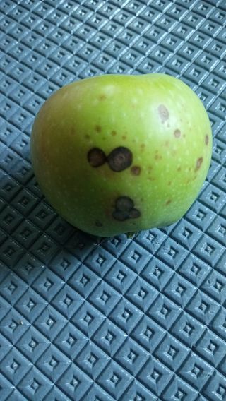 사군자님의 사과 · 병해충상담 작성글 사진