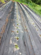 팜모닝 배추·파종•정식 게시글 이미지