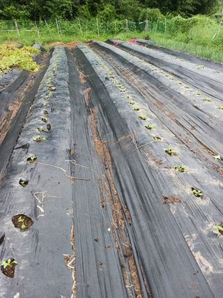 덕촌님의 배추 · 파종•정식 작성글 사진