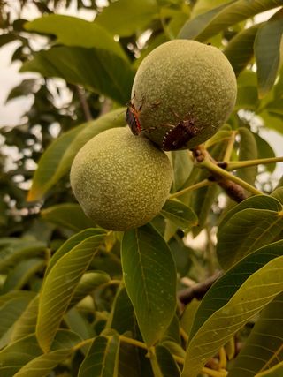 서영옥님의 기타작물 · 병해충상담 작성글 사진