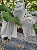 팜모닝 O학년 △반 이세요?·참여글 게시글 이미지