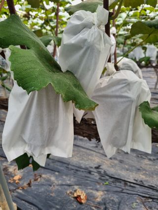 포도캠벨 메가불랙님의 O학년 △반 이세요? · 참여글 작성글 사진